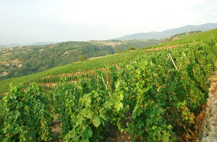 Cave Yves Cuilleron