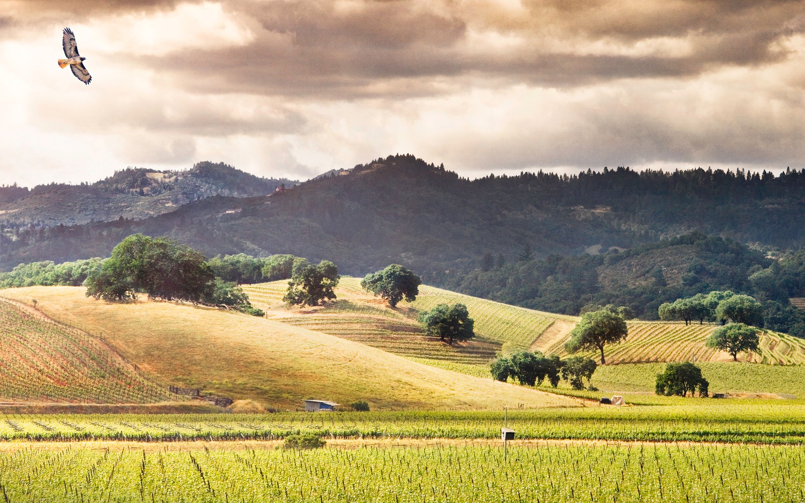 Honig Vineyard & Winery