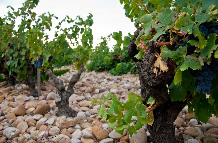 Clos Saint Jean