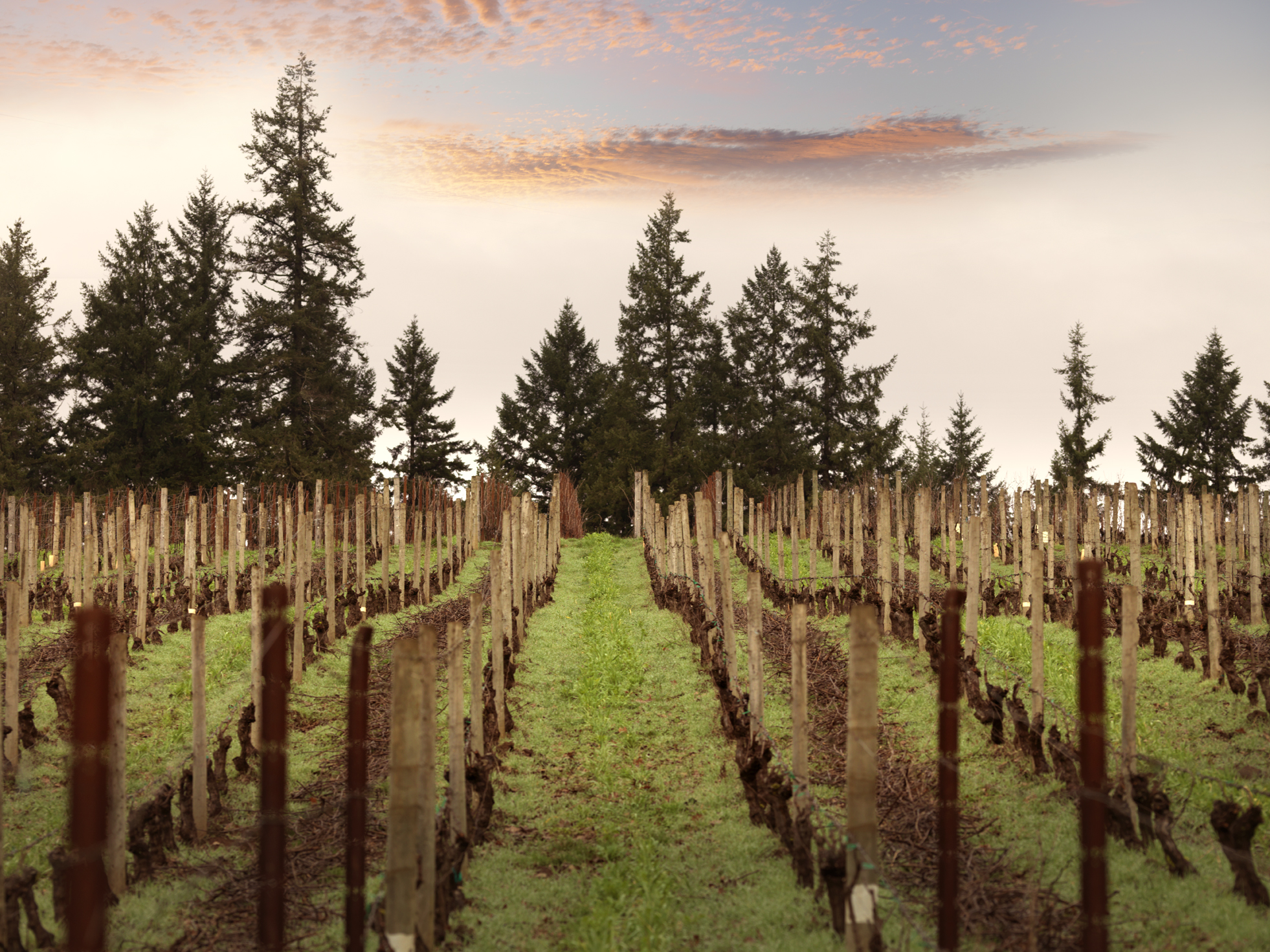 Beaux Frères Vineyard